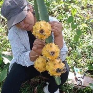 Dragon Fruit Cultivar : Amazon Yellow