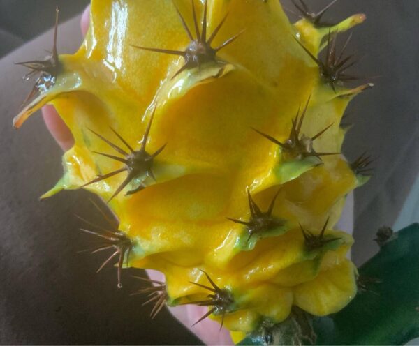 Dragon Fruit Cultivar : Amazon Yellow