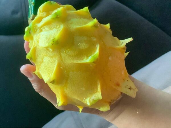 Dragon Fruit Cultivar : Amazon Yellow