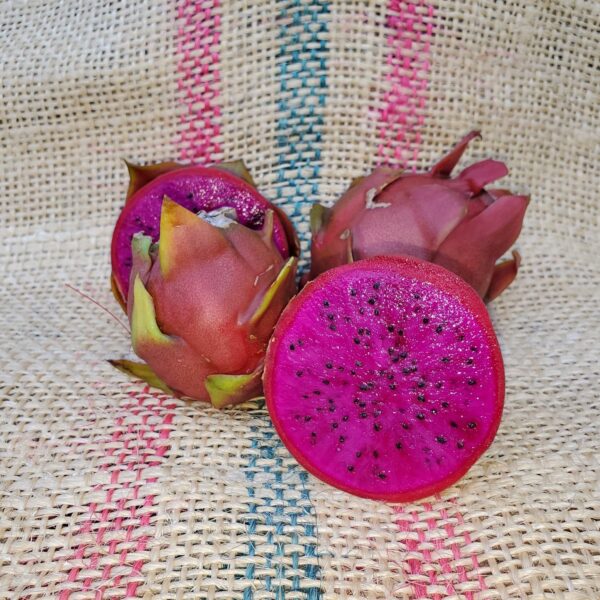 Dragon Fruit Cultivar : American Beauty