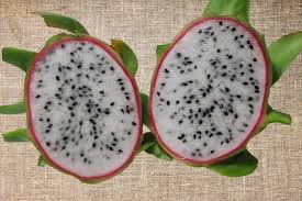 Dragon Fruit Cultivar : Asunta 1